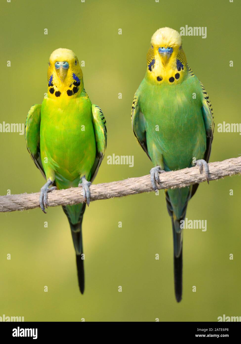 Deux bourgeons jaunes et verts (Melopsittacus undulatus) perchés sur une corde et vus de l'avant Banque D'Images