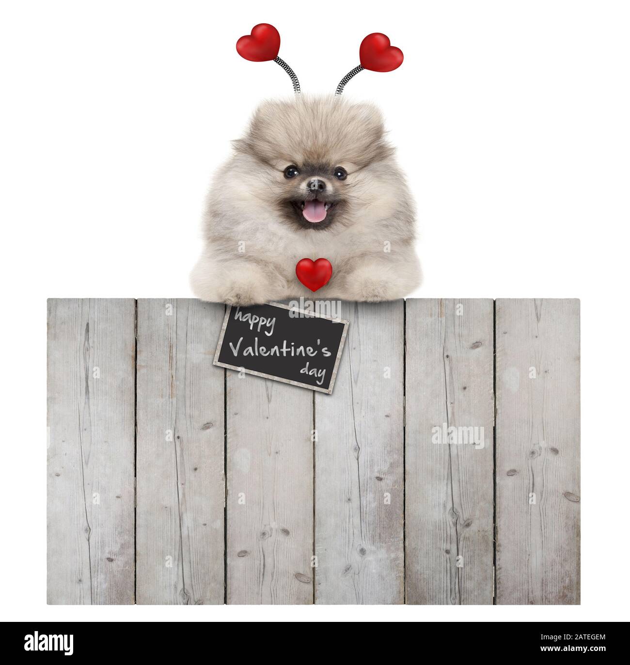 joli chien pomeranian spitz pug souriant avec des coeurs rouges et signe heureux valentine's day, accroché avec des pattes sur la clôture en bois, isolé sur le dos blanc Banque D'Images