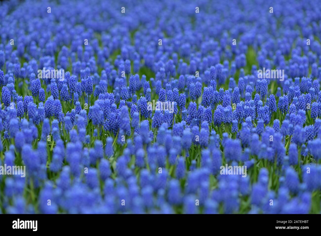 Tapis de printemps muscari bleu Keukenhof, Holland fond Banque D'Images