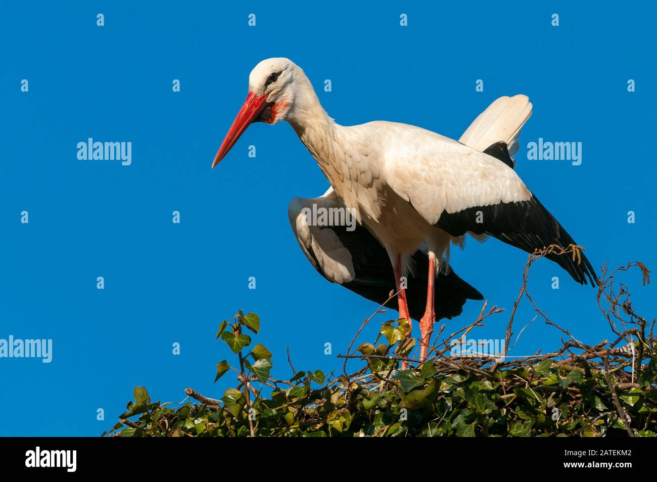 Weissstorch am Nest, (Ciconia ciconia), Banque D'Images