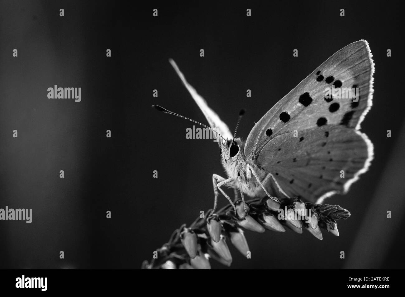 Photo macro noir et blanc d'un petit papillon en cuivre (Lycaena phlaeas) assis dans la bruyère dans une couronne du Suffolk Banque D'Images