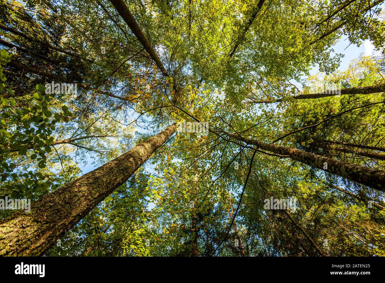 Vue sur les arbres depuis le sol forestier Banque D'Images