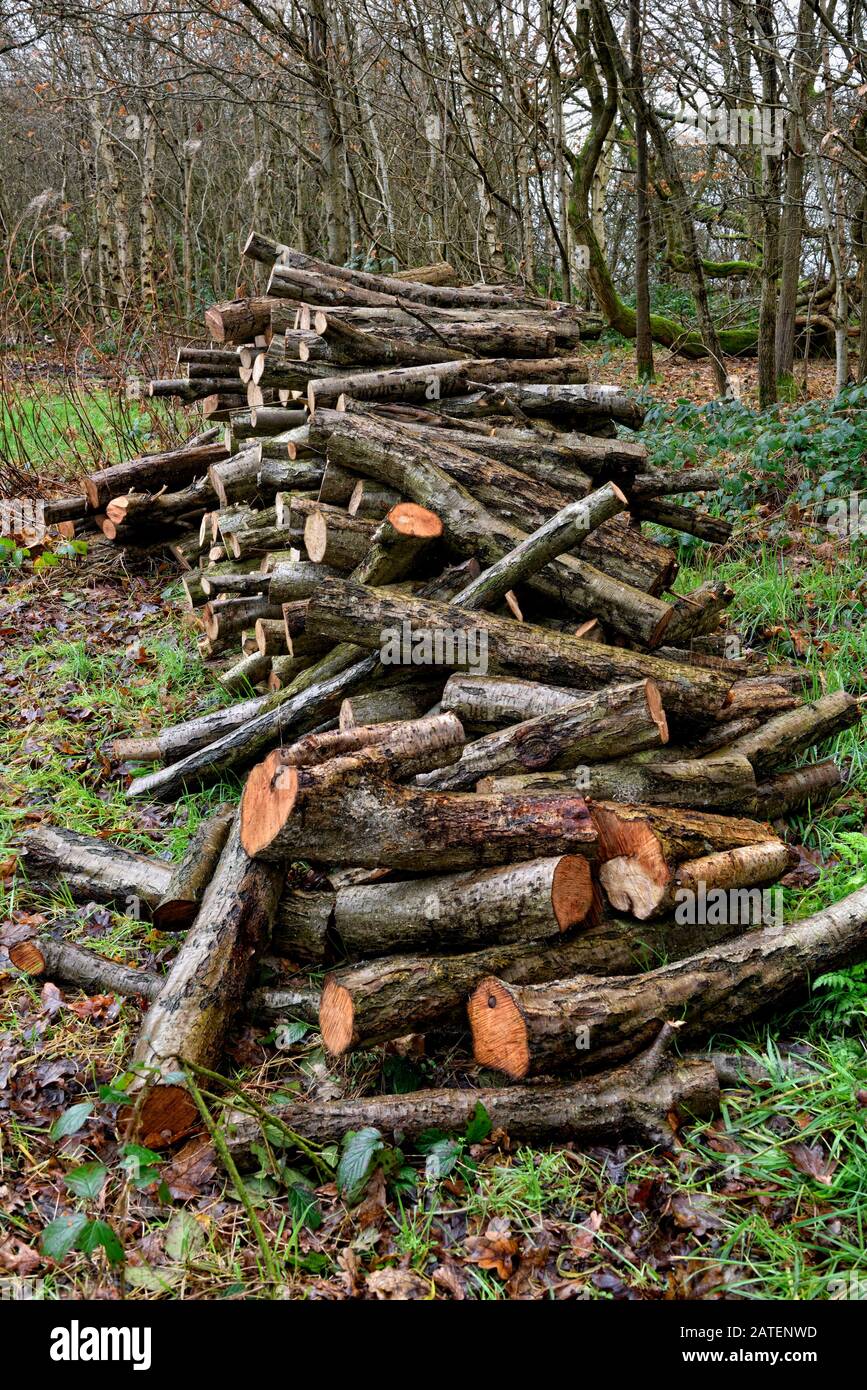 Grumes empilées dans une zone boisée, porter wood, Shipley Country Park, Derbyshire, Angleterre, Royaume-Uni Banque D'Images