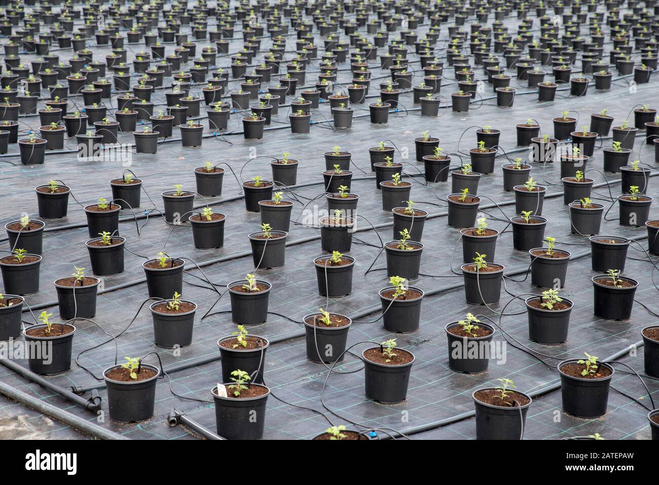 Serre pour les parcelles plantées de semis de chrysanthème. Film de désinfection du sol. Plantes Fleuries Irrigation. Banque D'Images