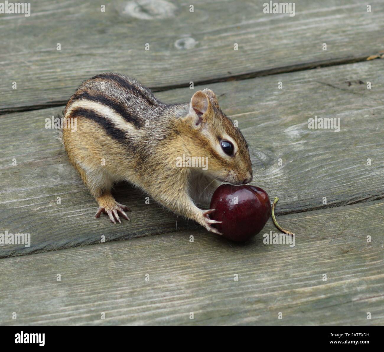 Gros plan sur un mignonne chipmunk mangeant une cerise Banque D'Images