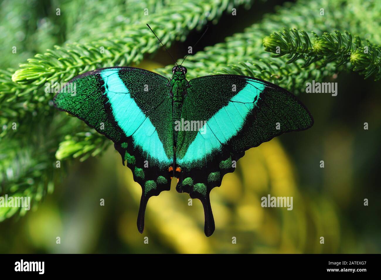 gros plan d'un papillon émeraude machaon sur des branches d'épinette Banque D'Images