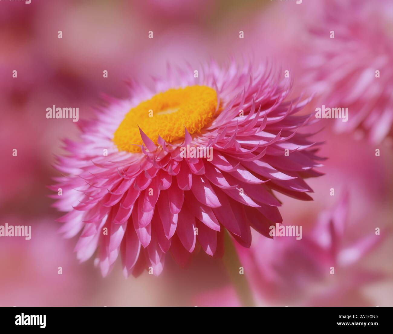 Gros plan d'une belle fleur rose de bracteantha sur un fond rose doux Banque D'Images