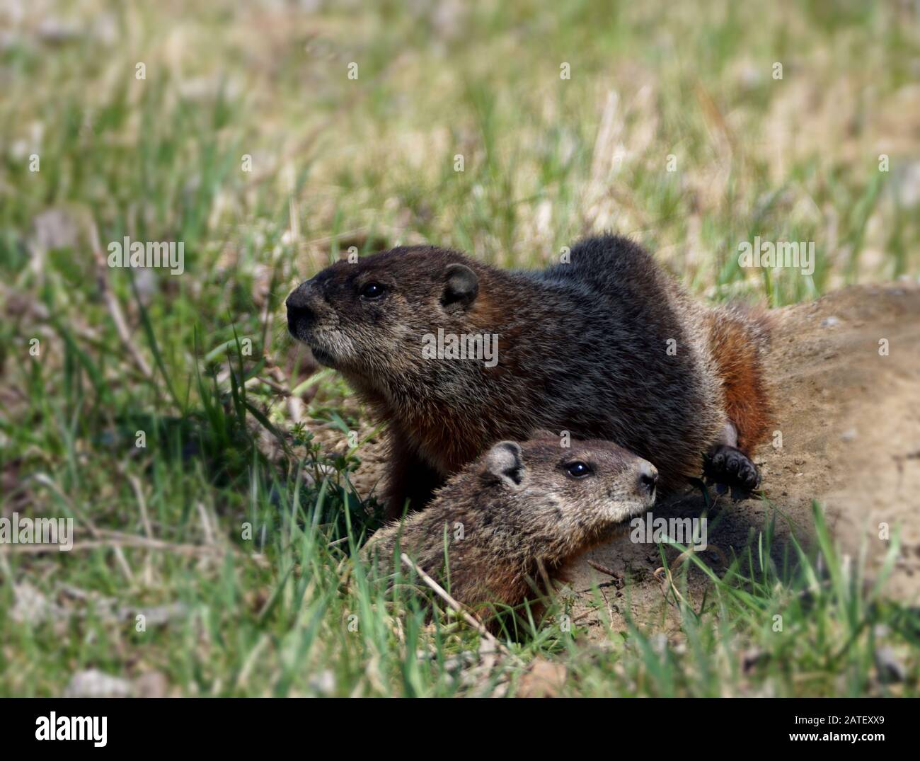 Gros plan d'une marmotte momie et de son bébé sortant de leur lair Banque D'Images