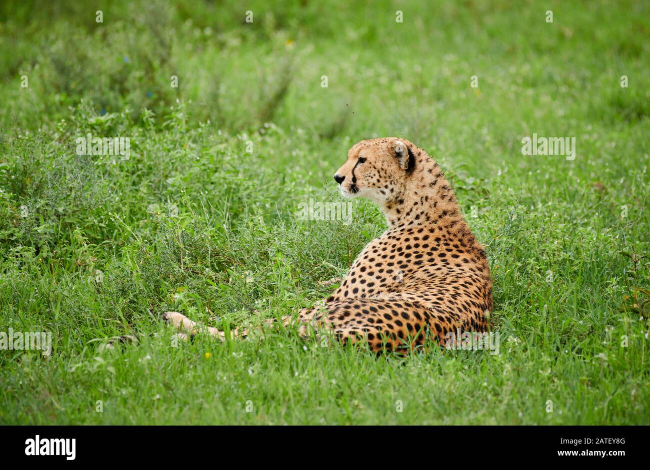 Cheetah, Acinonyx jubatus, dans le Parc National du Serengeti, Acinonyx jubatus, site du patrimoine mondial de l'UNESCO, Tanzanie, Afrique Banque D'Images
