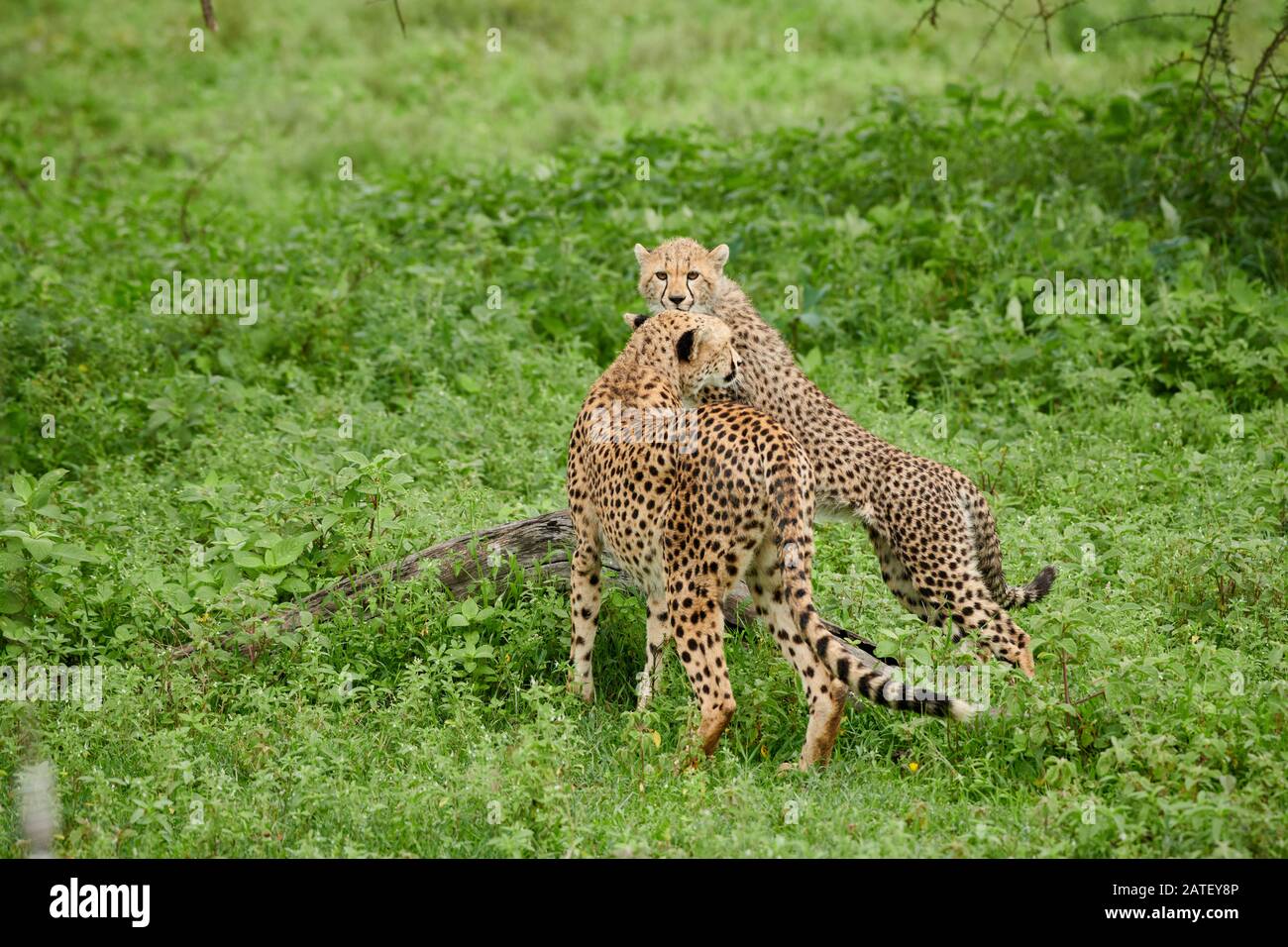 Cheetah cub jouant avec la mère, Acinonyx jubatus, dans le Parc National du Serengeti, Acinonyx jubatus, site du patrimoine mondial de l'UNESCO, Tanzanie, Afrique Banque D'Images