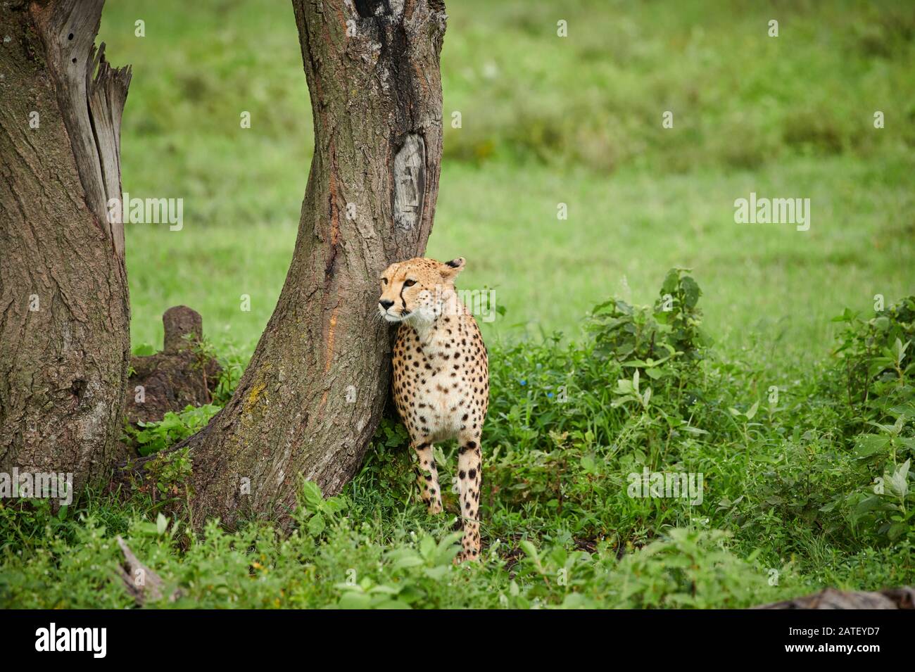 Cheetah, Acinonyx jubatus, dans le Parc National du Serengeti, Acinonyx jubatus, site du patrimoine mondial de l'UNESCO, Tanzanie, Afrique Banque D'Images