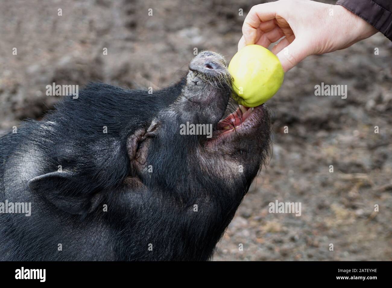 Gros plan sur un porc vietnamien mangeant une pomme d'une main humaine Banque D'Images