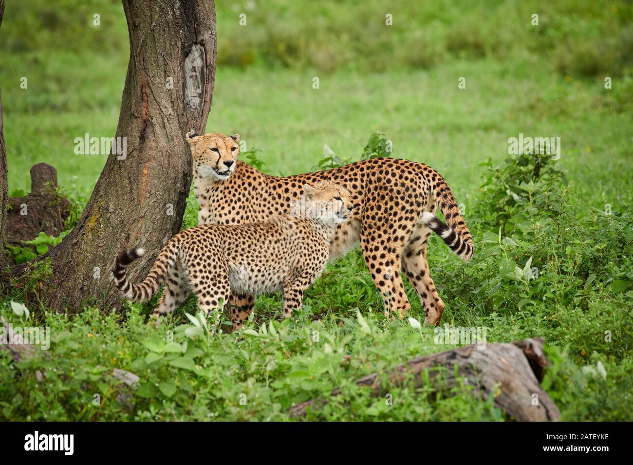 Cheetah cub avec la mère, Acinonyx jubatus, dans le parc national du Serengeti, Acinonyx jubatus, site du patrimoine mondial de l'UNESCO, Tanzanie, Afrique Banque D'Images