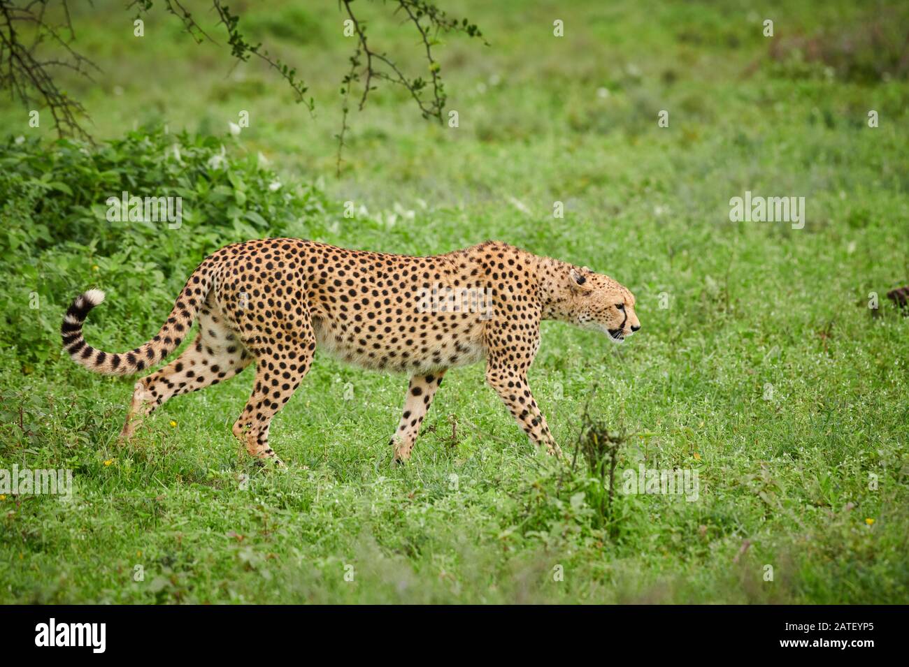Cheetah à pied, Acinonyx jubatus, dans le Parc National Serengeti, Acinonyx jubatus, site du patrimoine mondial de l'UNESCO, Tanzanie, Afrique Banque D'Images