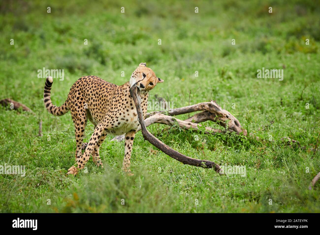 Cheetah avec brach en bouche, Acinonyx jubatus, dans le Parc National du Serengeti, Acinonyx jubatus, site du patrimoine mondial de l'UNESCO, Tanzanie, Afrique Banque D'Images