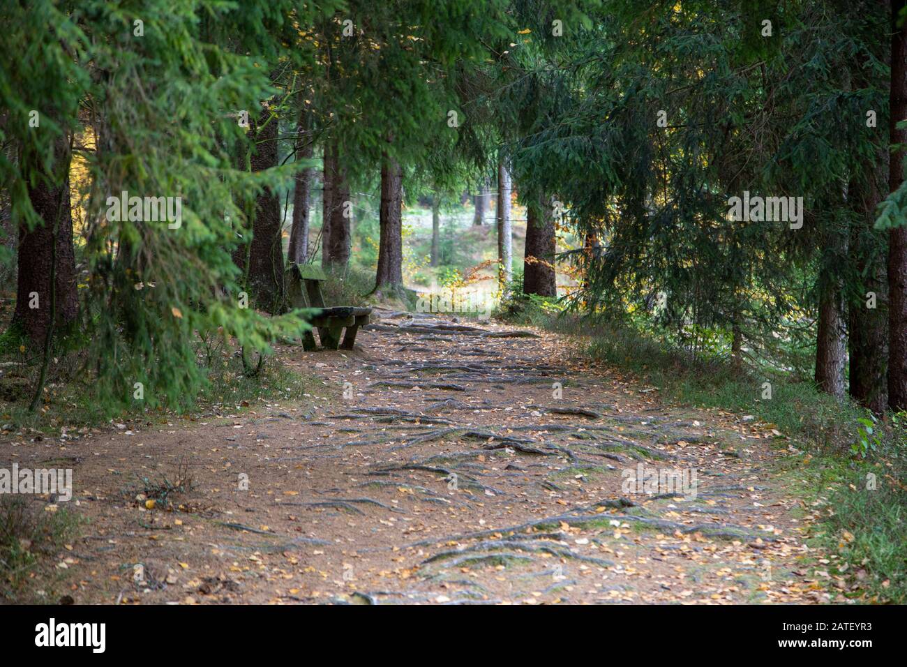 Un sentier forestier près de la petite ville de Schöneck avec de nombreuses racines en automne. Banque D'Images