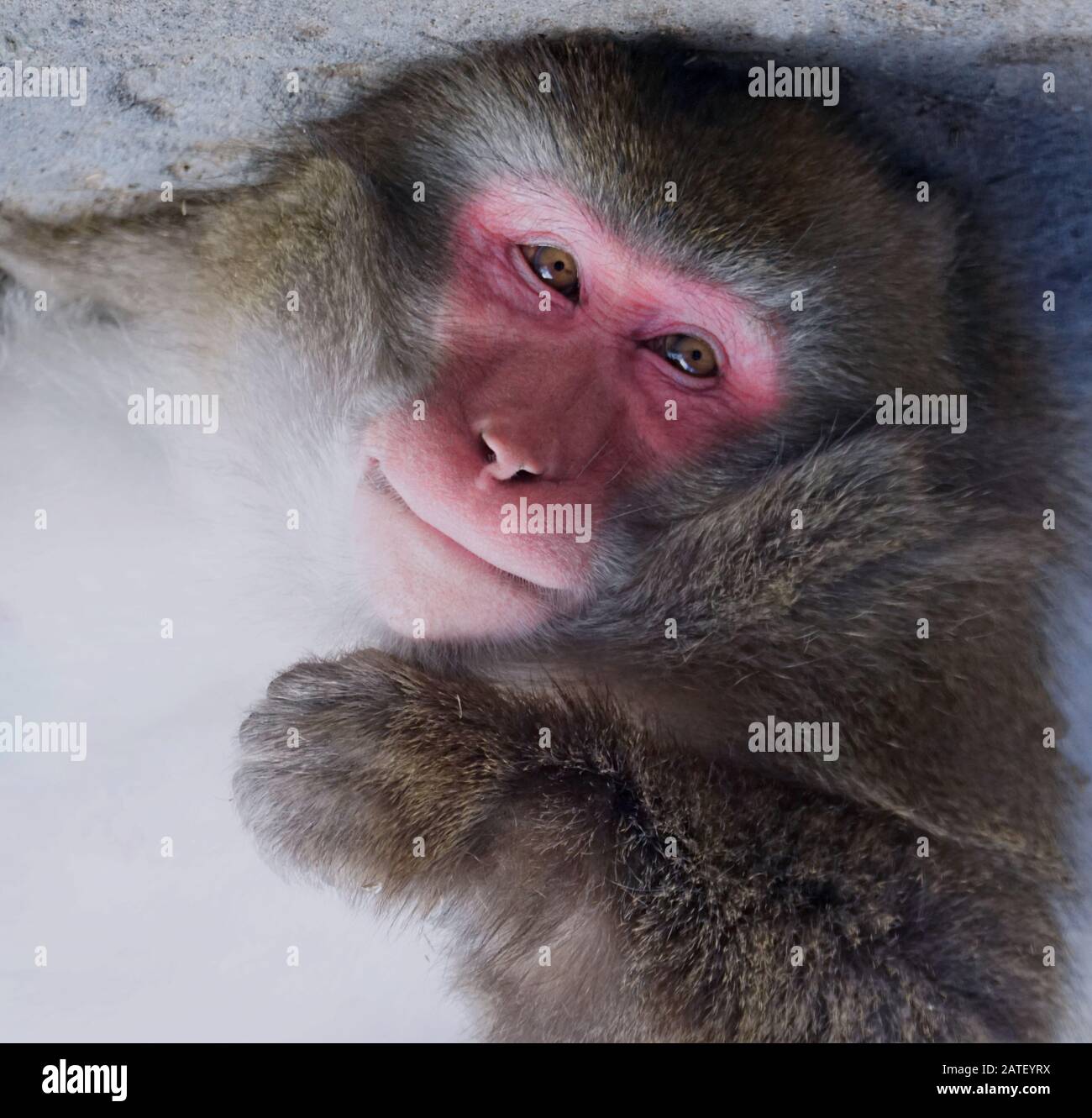 Portrait de gros plan d'un singe macaque japonais regardant l'appareil photo avec un visage souriant Banque D'Images