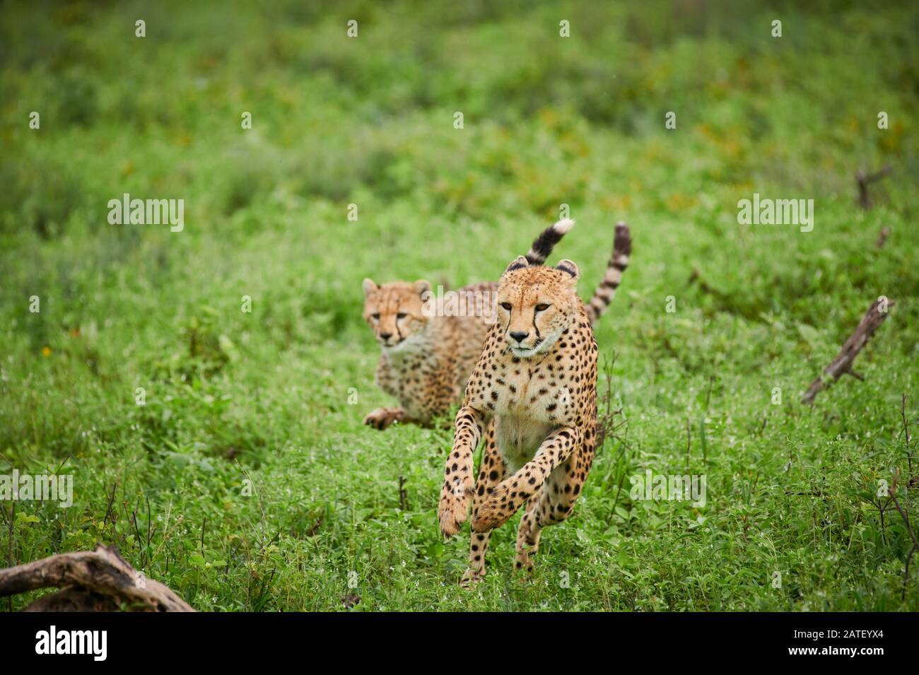 La guépard avec cub, Acinonyx jubatus, dans le Parc National du Serengeti, Acinonyx jubatus, site du patrimoine mondial de l'UNESCO, Tanzanie, Afrique Banque D'Images