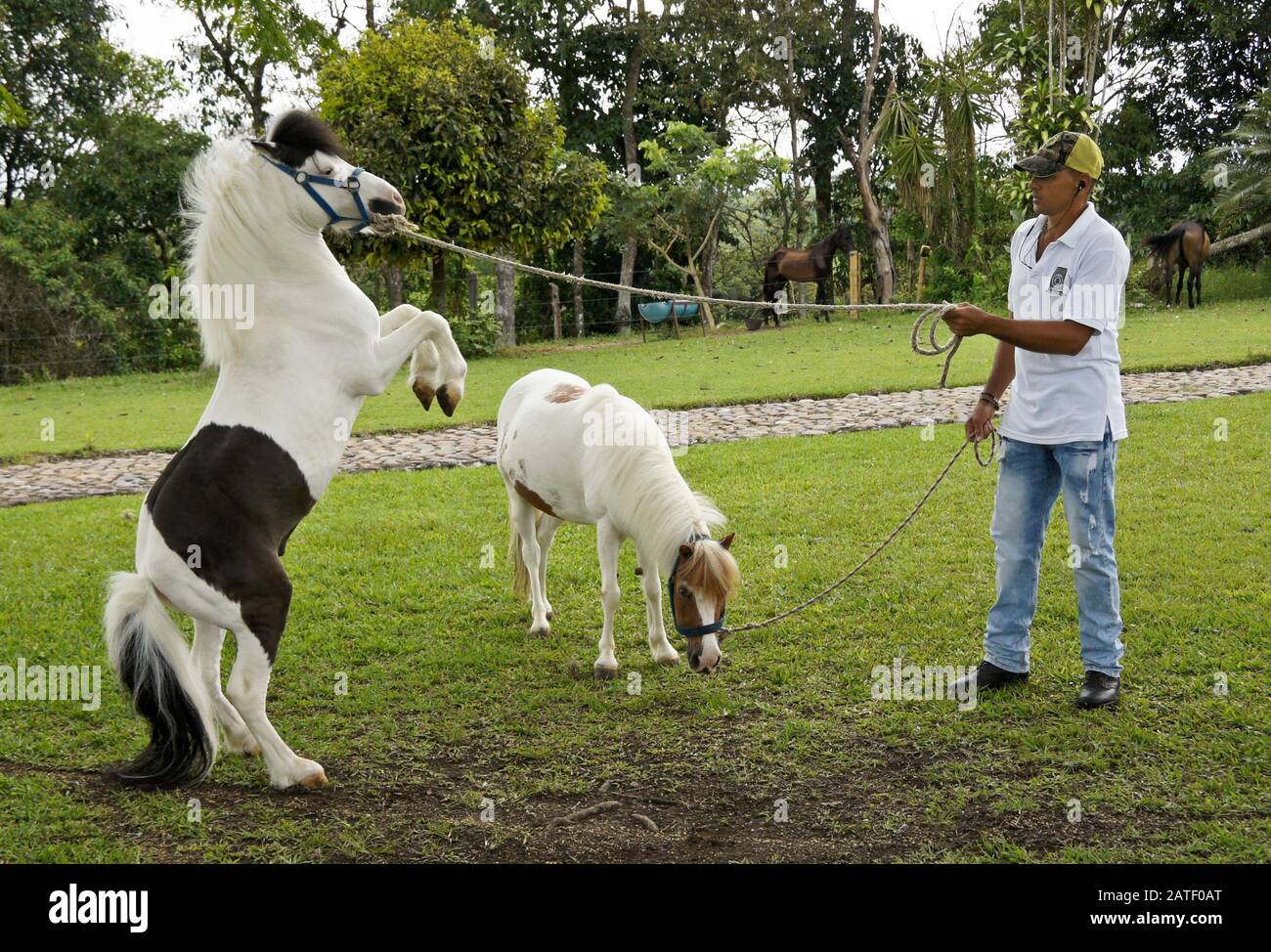 Entraîneur avec des chevaux miniatures de Falabella (étalon et jument) à Criadero Providencia, Pereira, Département de Quindio, Colombie Banque D'Images