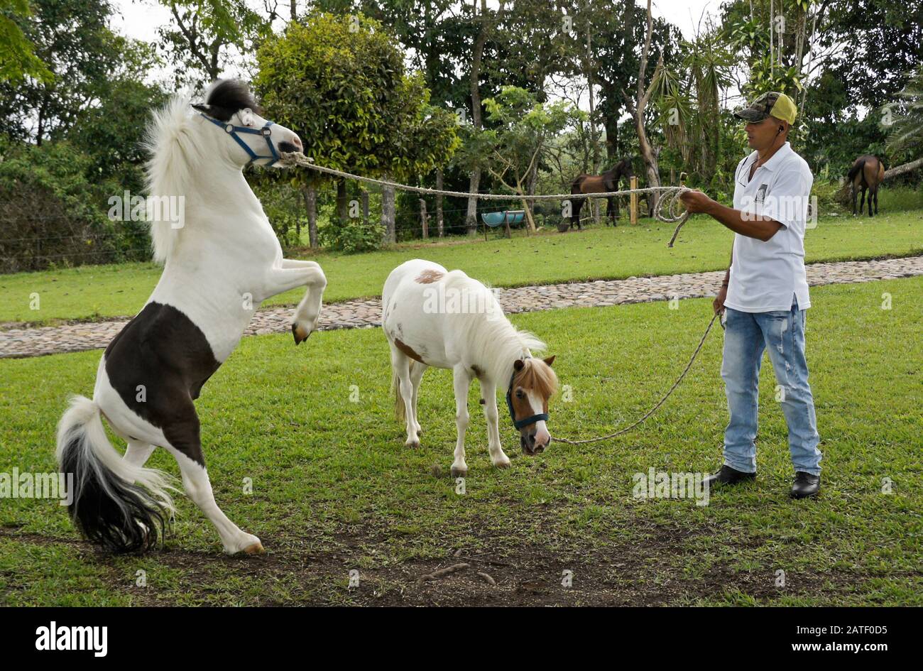 Entraîneur avec des chevaux miniatures de Falabella (étalon et jument) à Criadero Providencia, Pereira, Département de Quindio, Colombie Banque D'Images