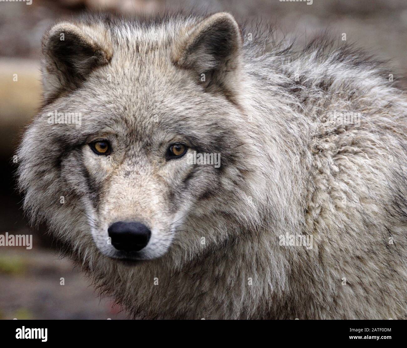 Superbe portrait de gros plan d'un loup gris Banque D'Images