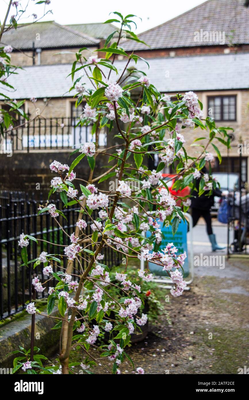 Un petit arbre vertical comme le buisson de Daphné bholua 'Jacqueline Postill dans un espace urbain de centre ville lors d'une journée hivernale de rêve Banque D'Images
