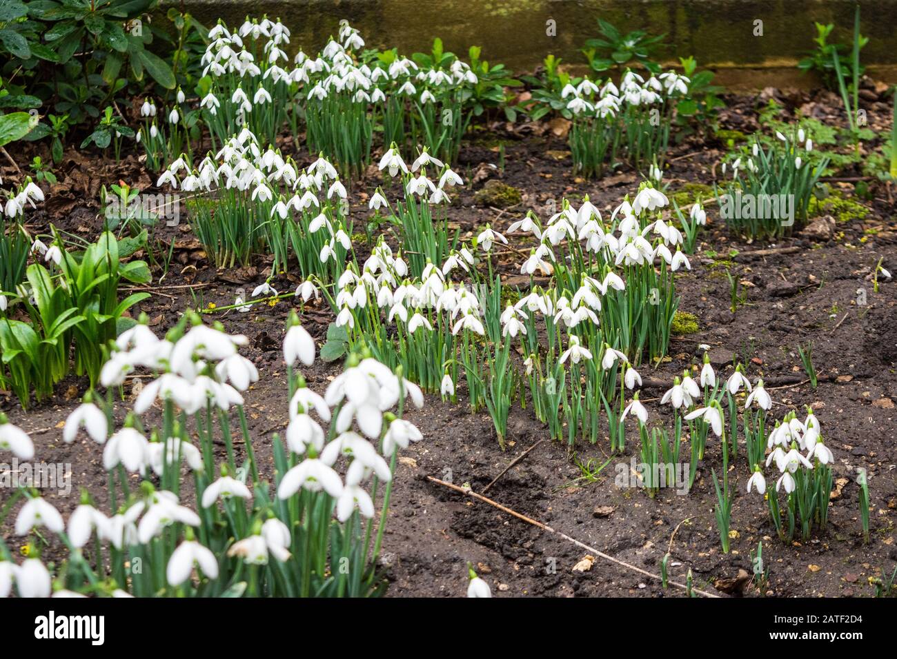 Une étendue de neige printanière Galanthus fleurs dans un coin calme lors d'une journée hivernale Banque D'Images