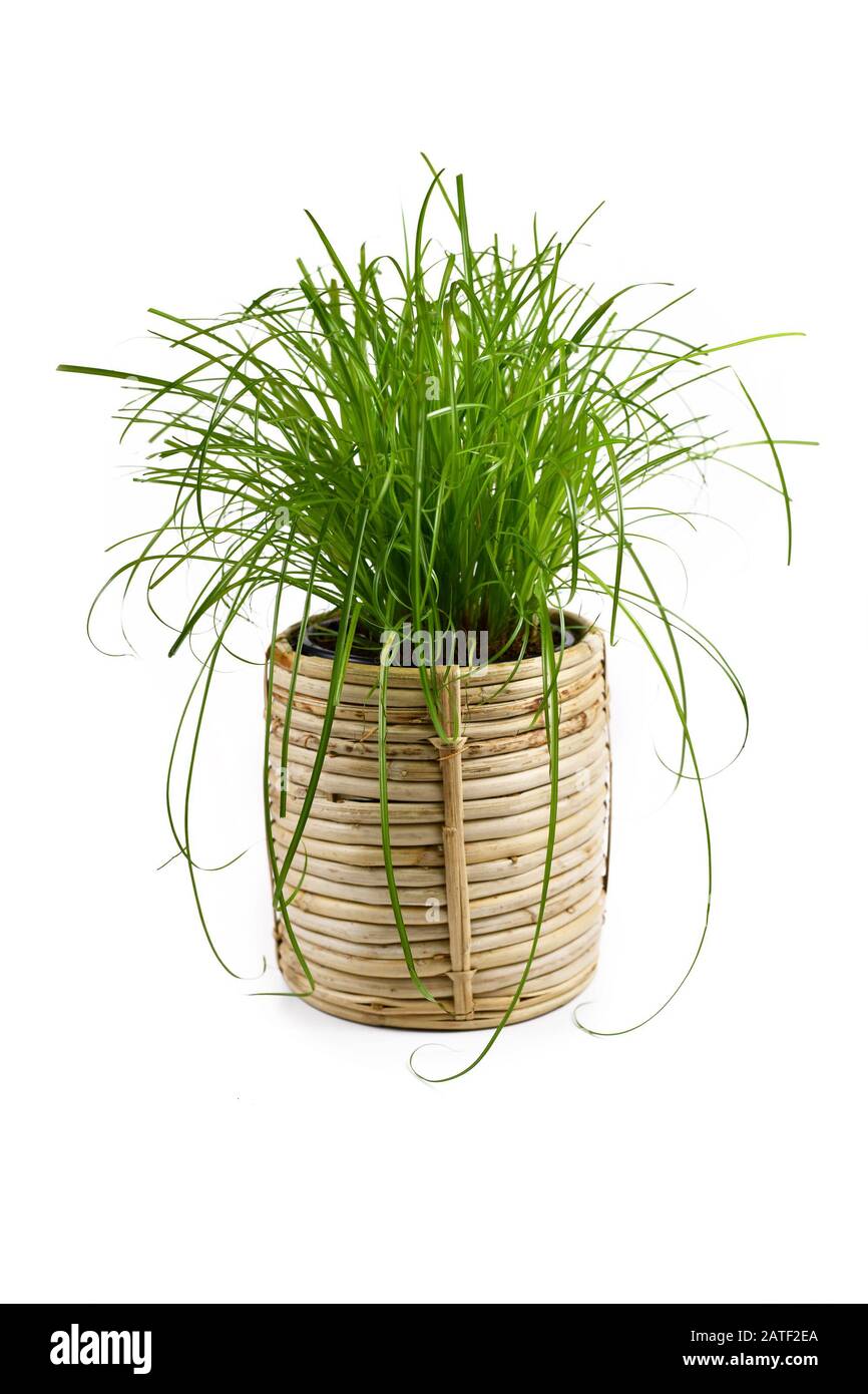 Cyperus Zumula' ou herbe de chat commune utilisée comme supplément de  nourriture pour le chat pour les aider à jeter des boules de cheveux  indigestibles, isolées sur fond blanc Photo Stock 