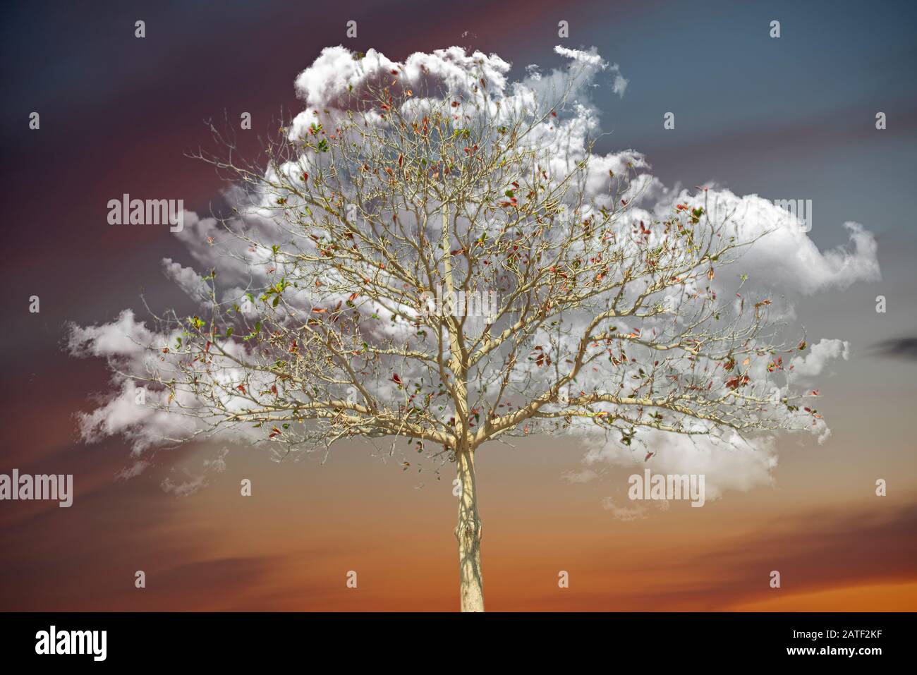 Nuage blanc en forme de couronne d'arbre derrière des branches nues en hiver ou en automne, capturé à faible angle contre le ciel sombre Banque D'Images