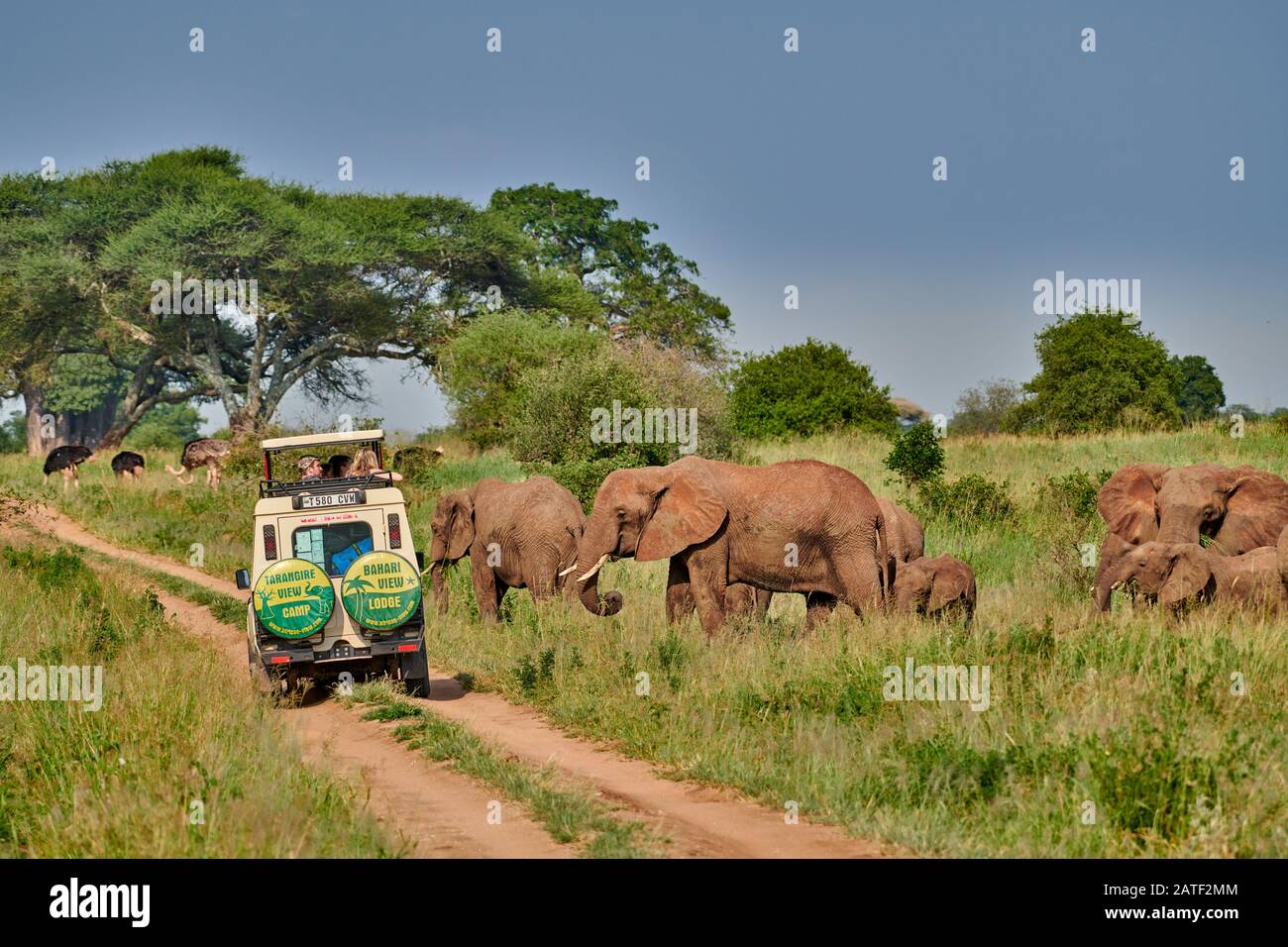 Safari véhicule observer troupeau d'éléphants de brousse africains, Loxodonta africana, dans le parc national de Tarangire, Tanzanie, Afrique Banque D'Images