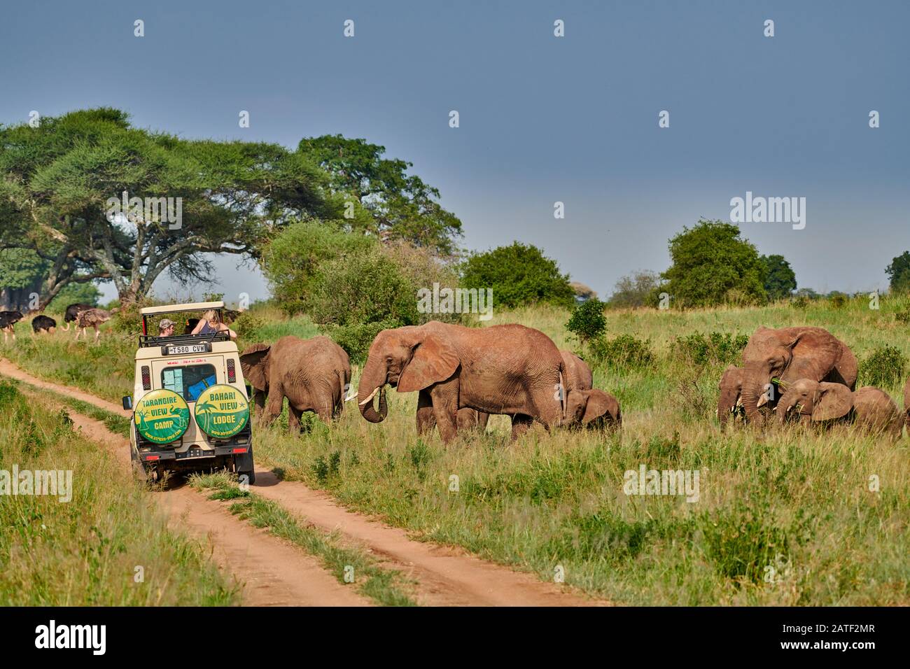 Safari véhicule observer troupeau d'éléphants de brousse africains, Loxodonta africana, dans le parc national de Tarangire, Tanzanie, Afrique Banque D'Images
