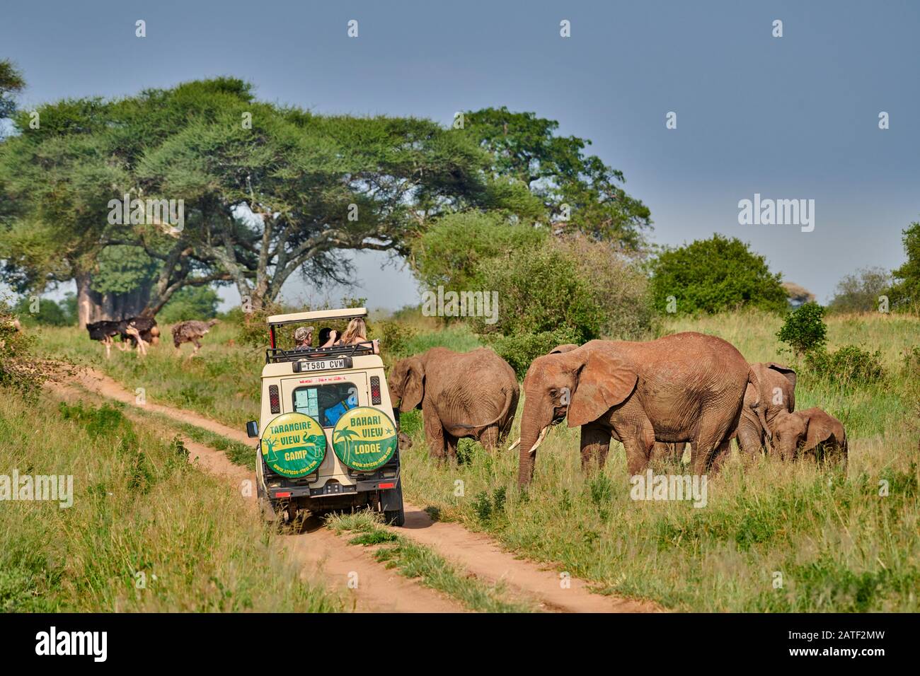 Safari véhicule observer troupeau d'éléphants de brousse africains, Loxodonta africana, dans le parc national de Tarangire, Tanzanie, Afrique Banque D'Images