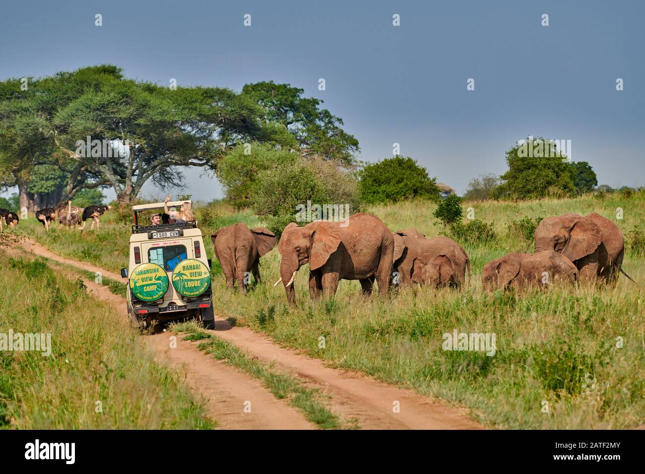 Safari véhicule observer troupeau d'éléphants de brousse africains, Loxodonta africana, dans le parc national de Tarangire, Tanzanie, Afrique Banque D'Images