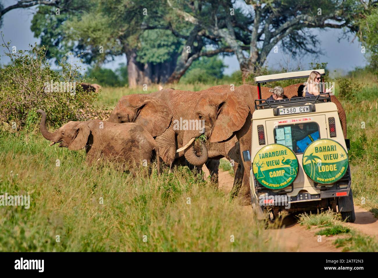 Safari véhicule observer troupeau d'éléphants de brousse africains, Loxodonta africana, dans le parc national de Tarangire, Tanzanie, Afrique Banque D'Images