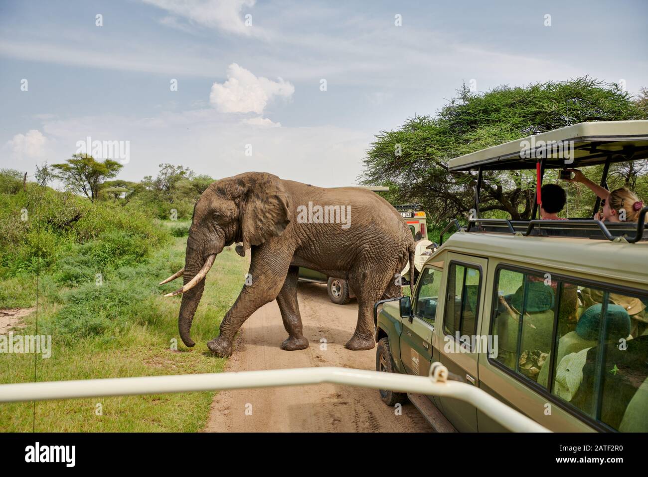 Éléphant de brousse africain entre voiture de safari, Loxodonta africana, dans le parc national de Manyara, Tanzanie, Afrique Banque D'Images