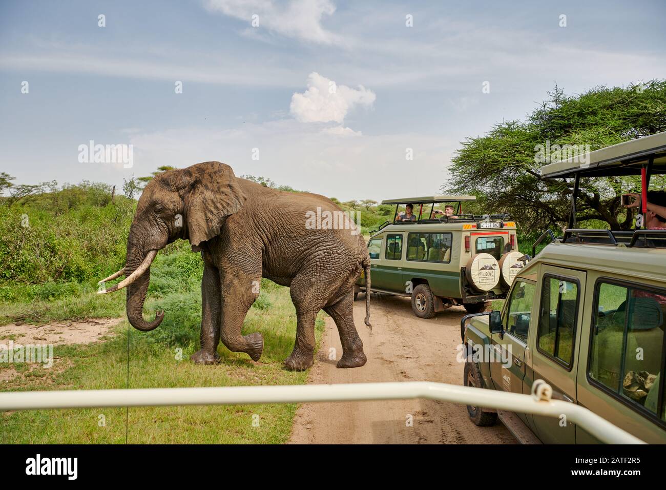 Éléphant de brousse africain entre voiture de safari, Loxodonta africana, dans le parc national de Manyara, Tanzanie, Afrique Banque D'Images