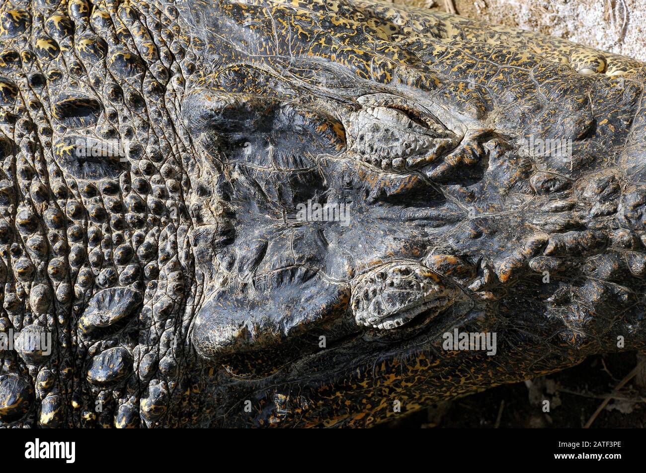 Crocodile cubain, Kuba- oder Rautenkrokodil, Crocodylus rhombifer Banque D'Images