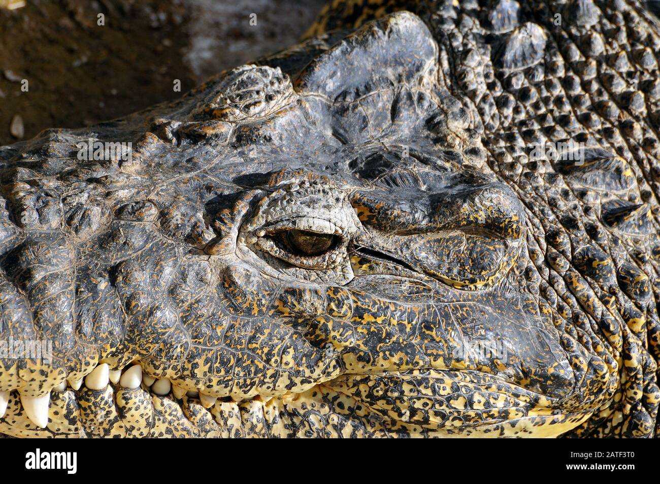 Crocodile cubain, Kuba- oder Rautenkrokodil, Crocodylus rhombifer Banque D'Images