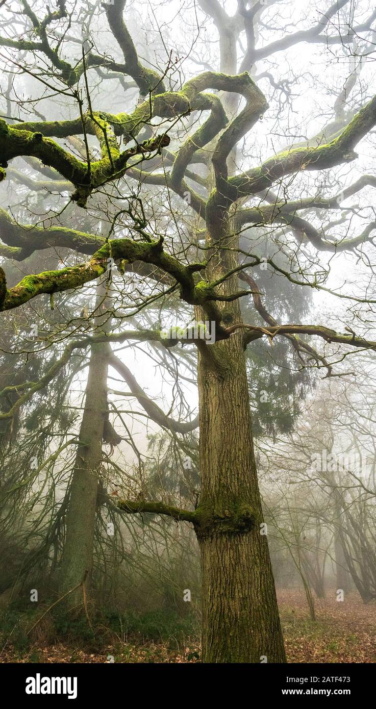 Arbres matures en chêne dans un cadre boisé pendant les mois d'hiver montrant sa forme et sa forme Banque D'Images