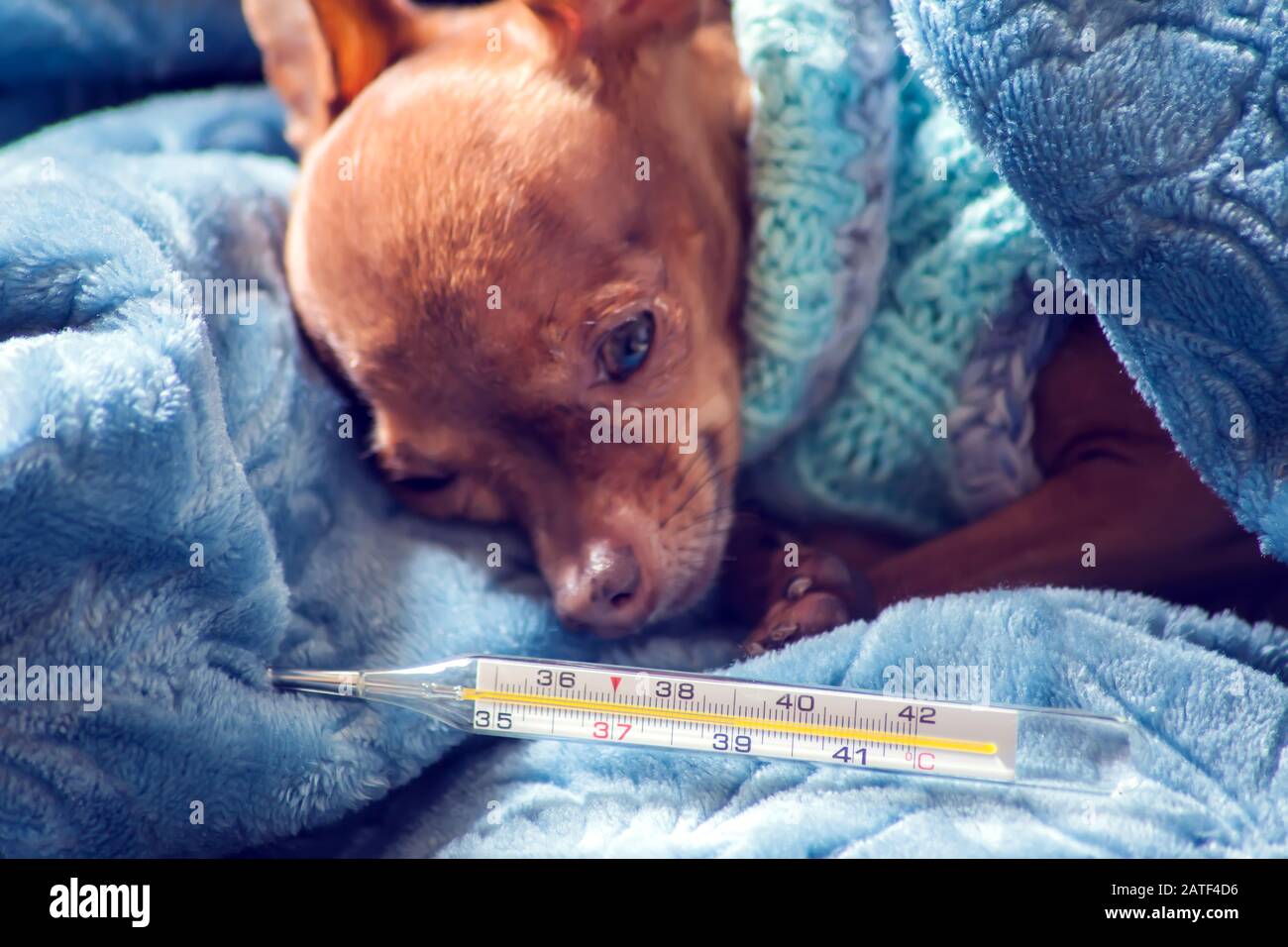 Le petit chien dans le pull bleu se trouve sur le lit enveloppé dans une couverture avec un thermomètre à côté. Le concept de santé et de maladie des animaux de compagnie Banque D'Images