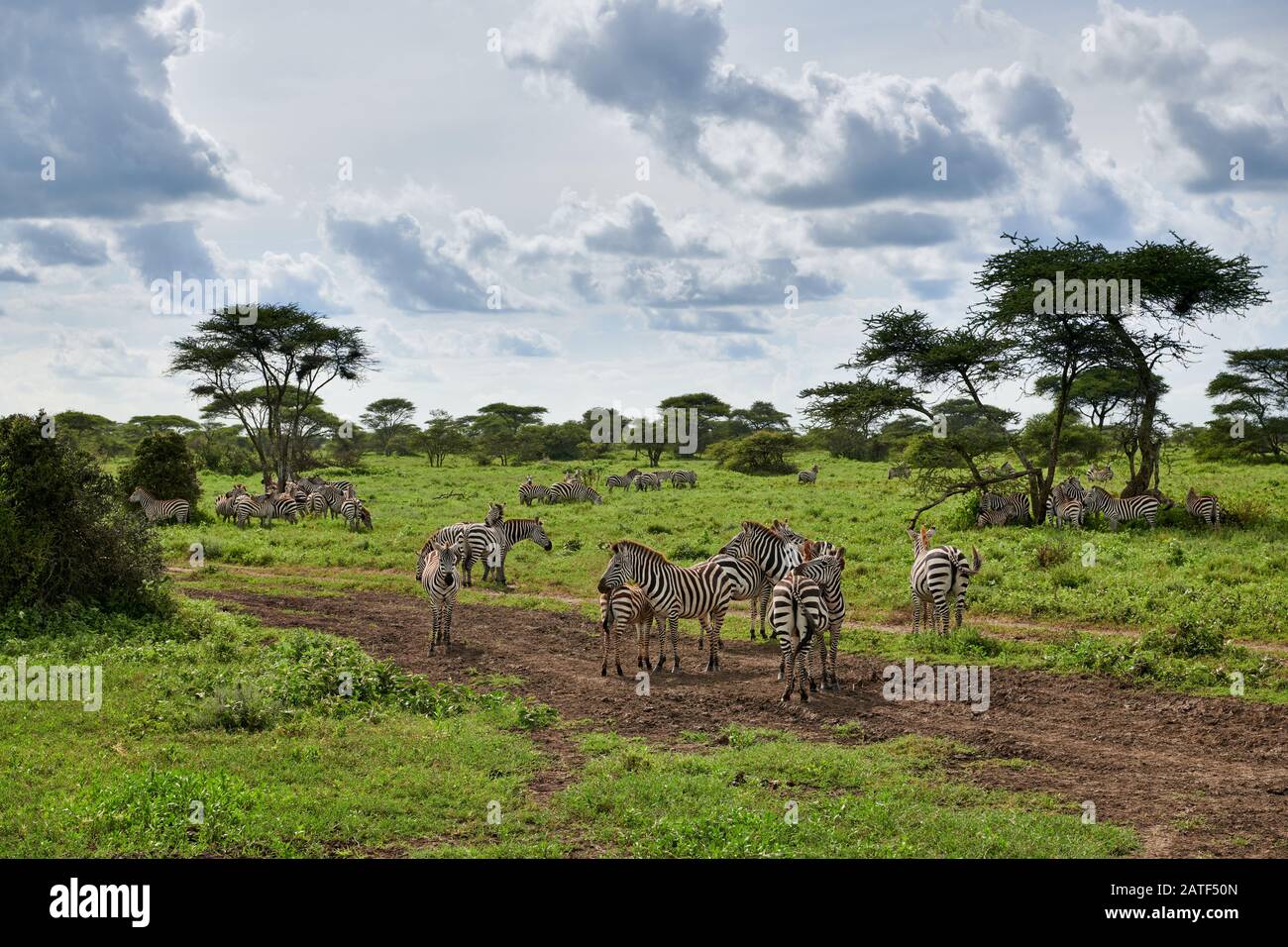 Troupeau de zébrures de plaines (Equus quagga), Parc national du Serengeti, site du patrimoine mondial de l'UNESCO, Tanzanie, Afrique Banque D'Images