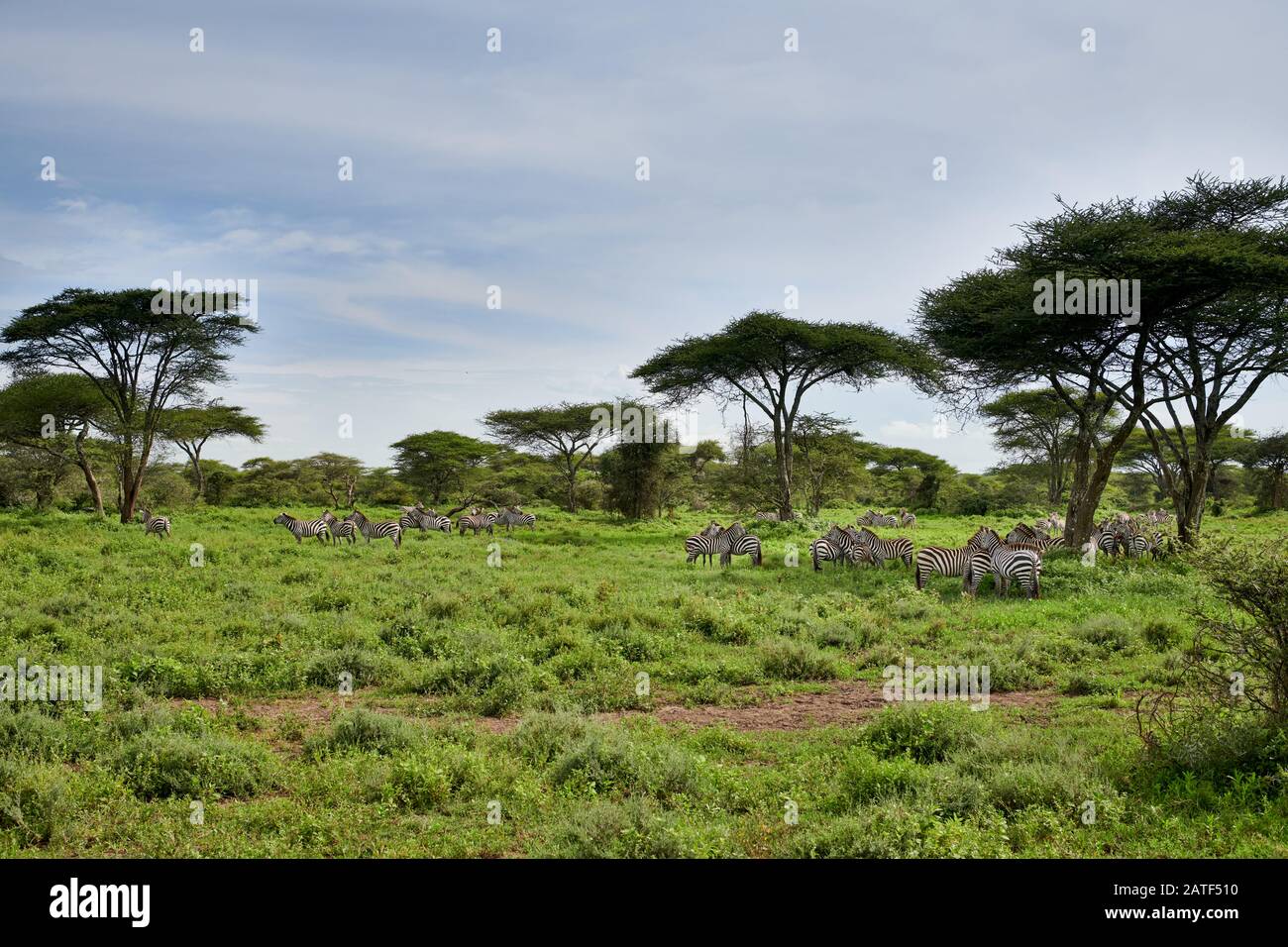 Troupeau de zébrures de plaines (Equus quagga), Parc national du Serengeti, site du patrimoine mondial de l'UNESCO, Tanzanie, Afrique Banque D'Images