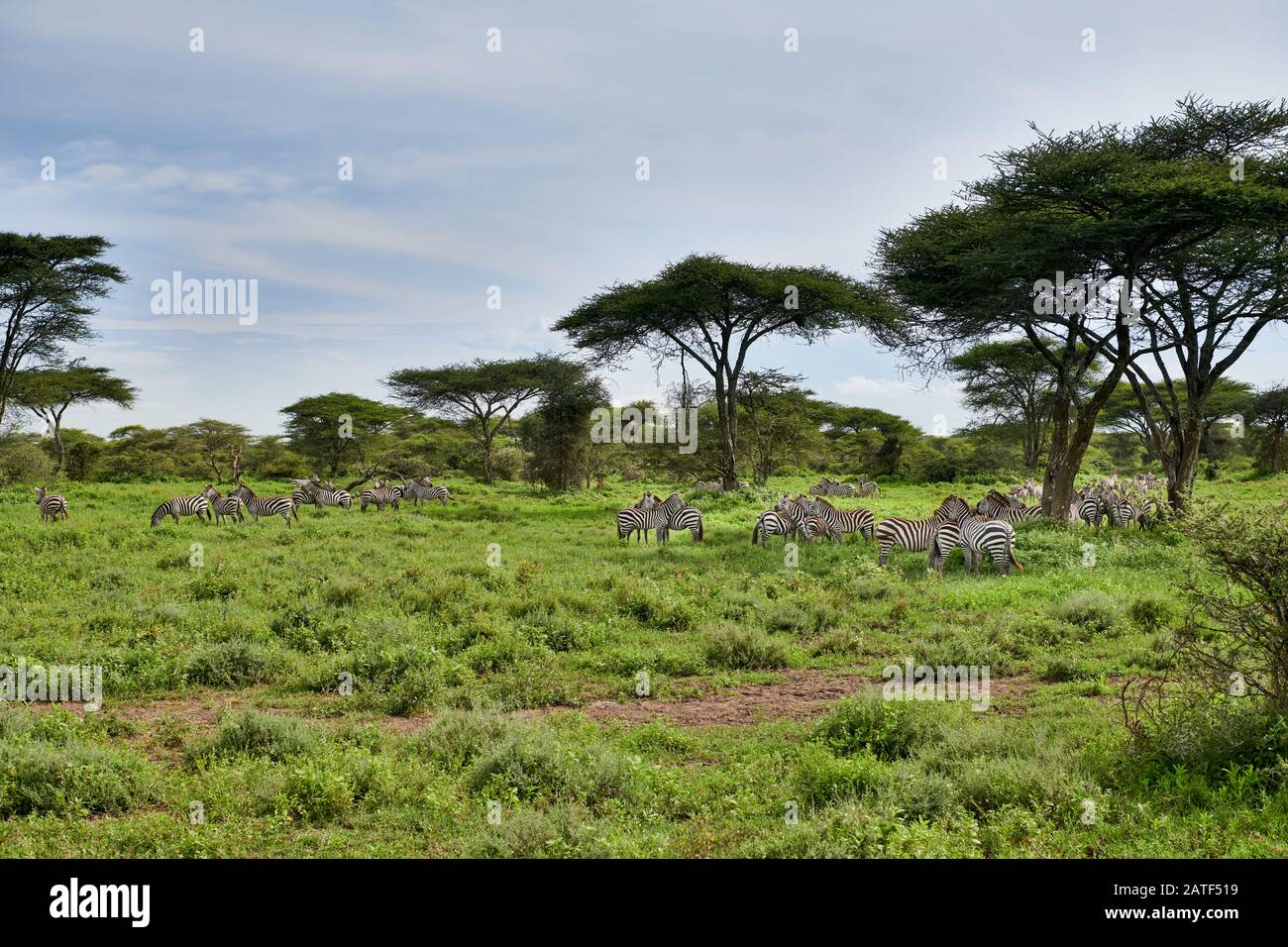 Troupeau de zébrures de plaines (Equus quagga), Parc national du Serengeti, site du patrimoine mondial de l'UNESCO, Tanzanie, Afrique Banque D'Images