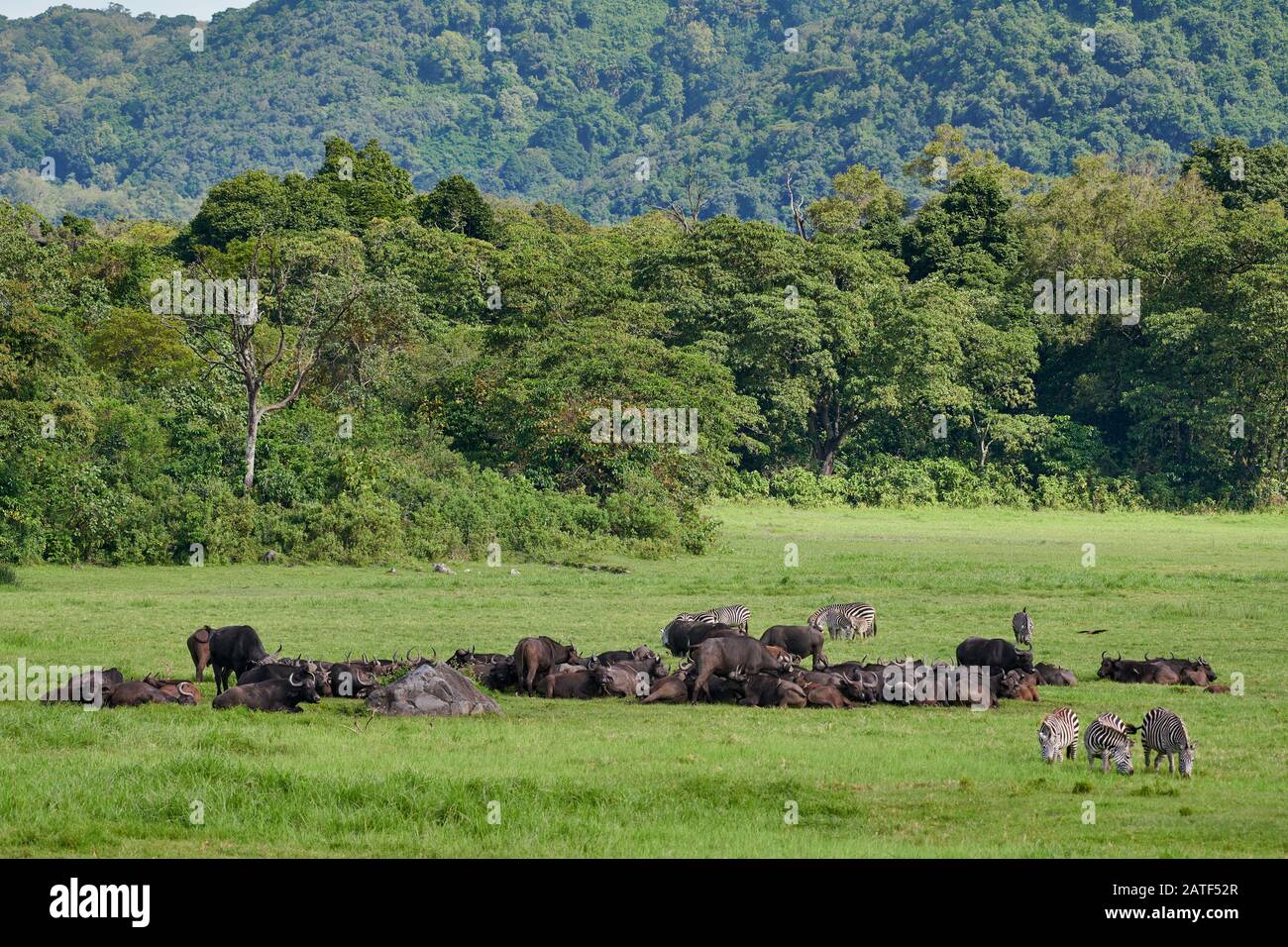 Buffle d'Afrique d'occasion | Location | Bivea Location