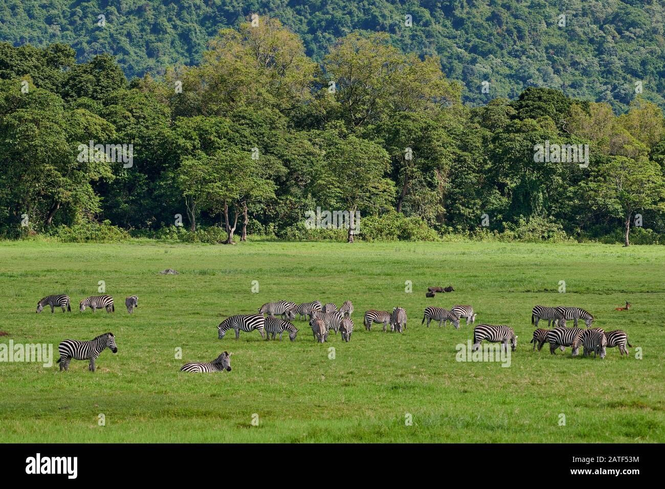 Troupeau de zébrures de plaines (Equus quagga), parc national d'Arusha, Tanzanie, Afrique Banque D'Images