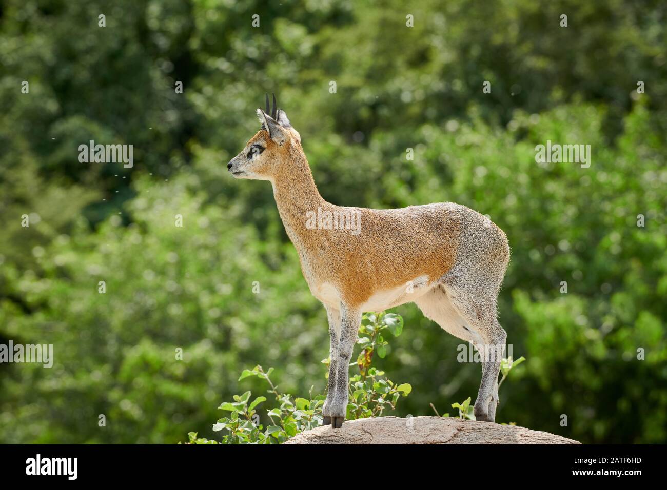 Klipspringer antilope (Oreotragus oreotragus), Parc national de Manyara, Tanzanie, Afrique Banque D'Images