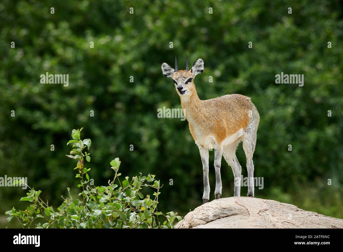 Klipspringer antilope (Oreotragus oreotragus), Parc national de Manyara, Tanzanie, Afrique Banque D'Images