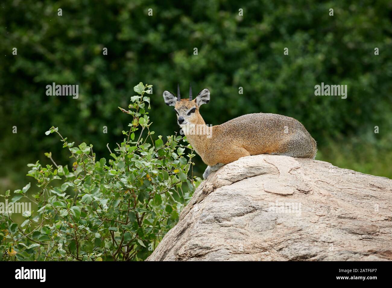 Klipspringer antilope (Oreotragus oreotragus), Parc national de Manyara, Tanzanie, Afrique Banque D'Images