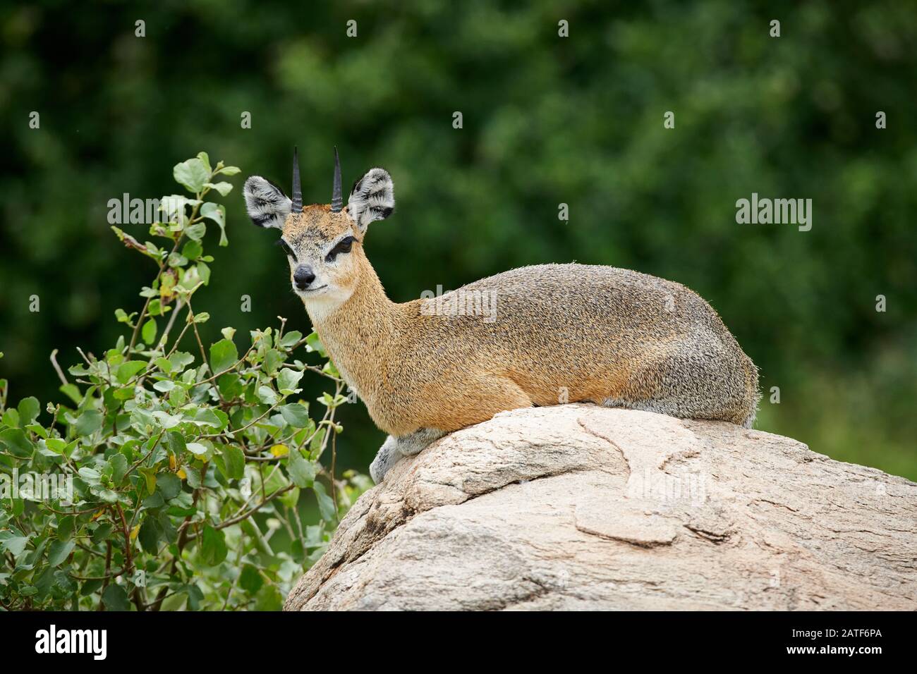 Klipspringer antilope (Oreotragus oreotragus), Parc national de Manyara, Tanzanie, Afrique Banque D'Images