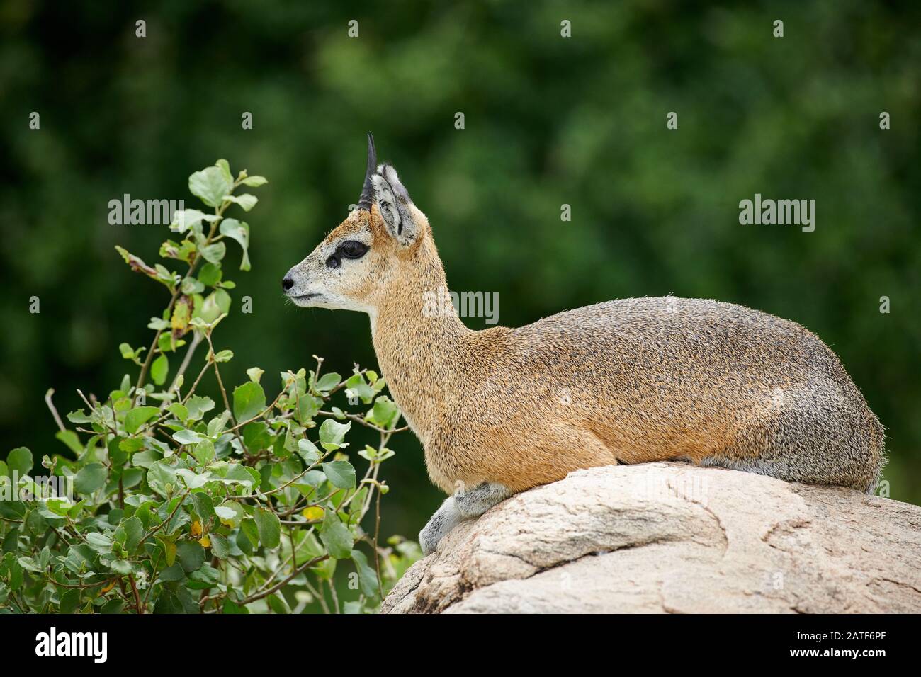 Klipspringer antilope (Oreotragus oreotragus), Parc national de Manyara, Tanzanie, Afrique Banque D'Images